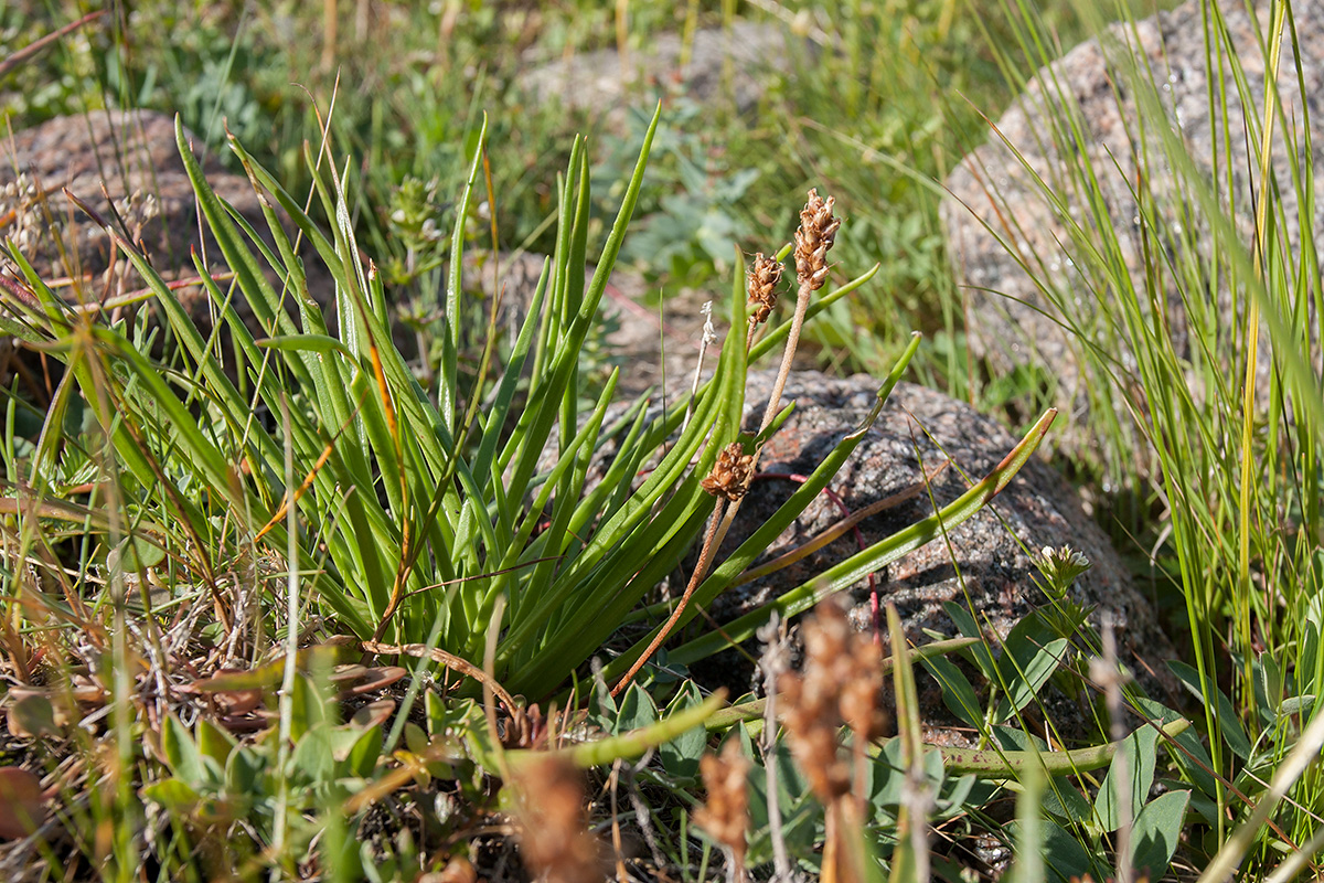 Image of Plantago schrenkii specimen.