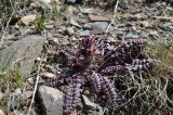 Pedicularis karatavica