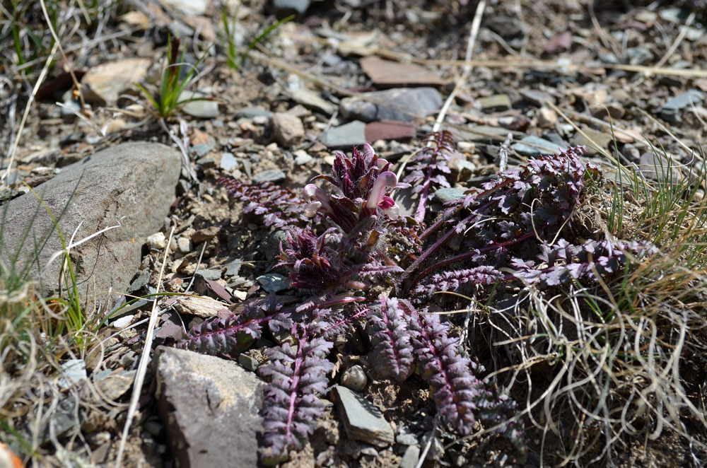 Изображение особи Pedicularis karatavica.