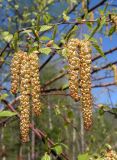 Betula platyphylla