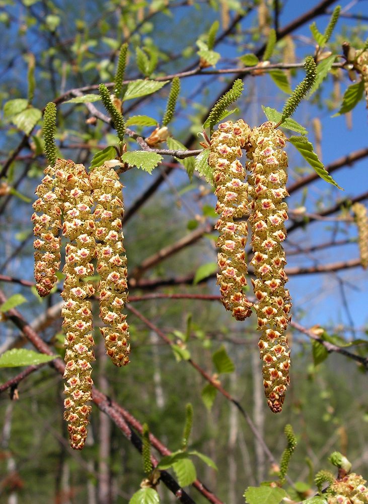 Изображение особи Betula platyphylla.