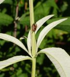 Buddleja davidii