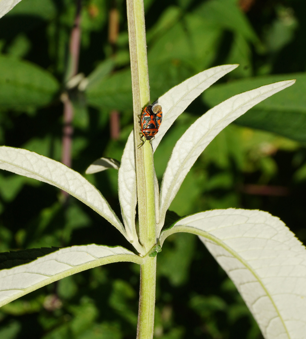 Image of Buddleja davidii specimen.