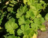 Pelargonium hortorum