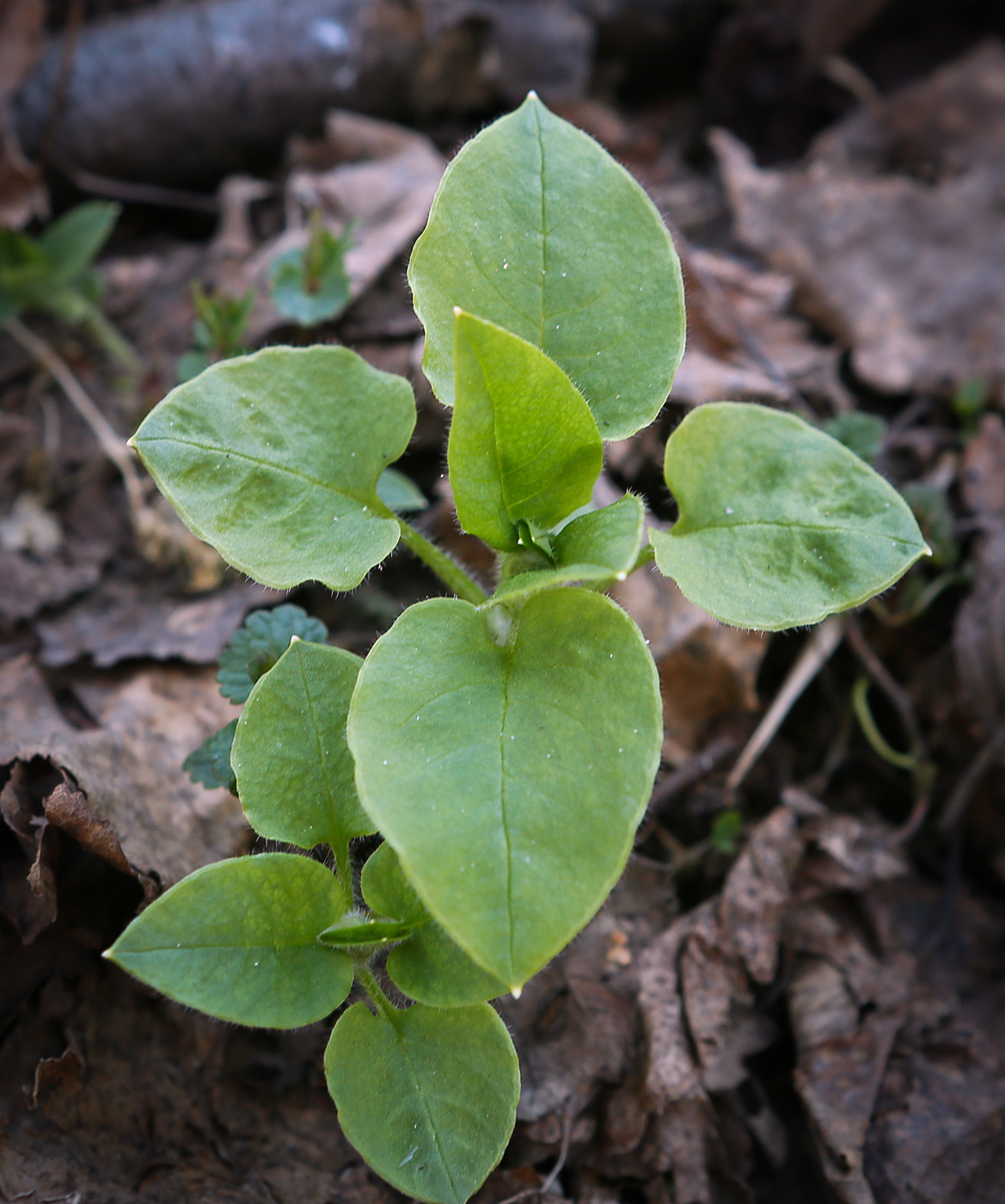 Изображение особи Myosoton aquaticum.