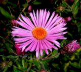Symphyotrichum novae-angliae