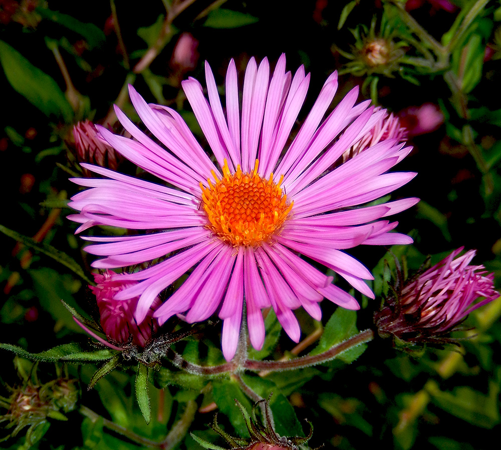 Image of Symphyotrichum novae-angliae specimen.
