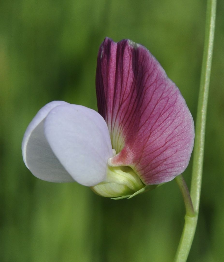Image of Lathyrus clymenum specimen.