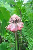 Etlingera elatior. Верхушка отцветающего растения. Малайзия, о-в Борнео, пров. Сабах, склон горы Трас-Мади, край джунглей на берегу реки, тропический дождевой лес. 23 февраля 2013 г.