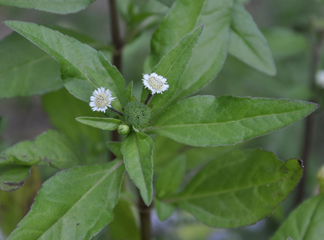 Изображение особи Eclipta prostrata.