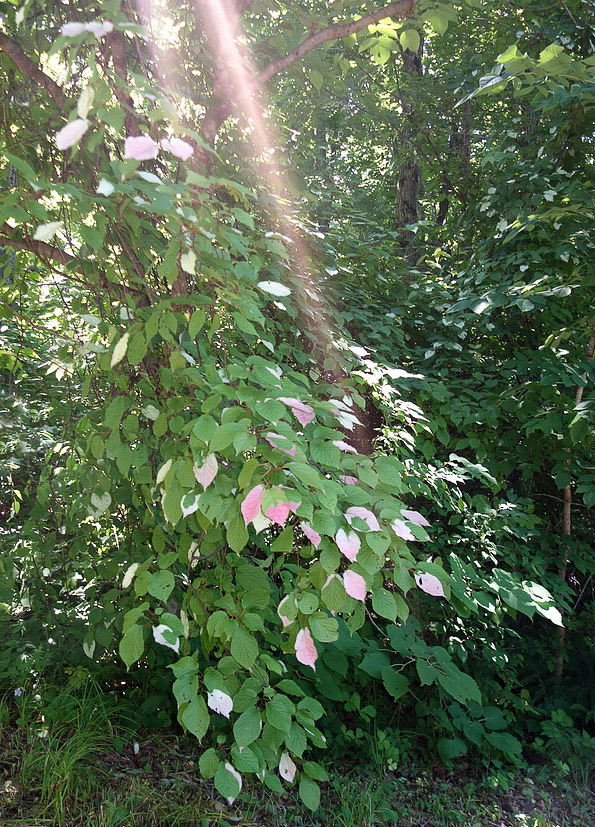 Image of Actinidia kolomikta specimen.