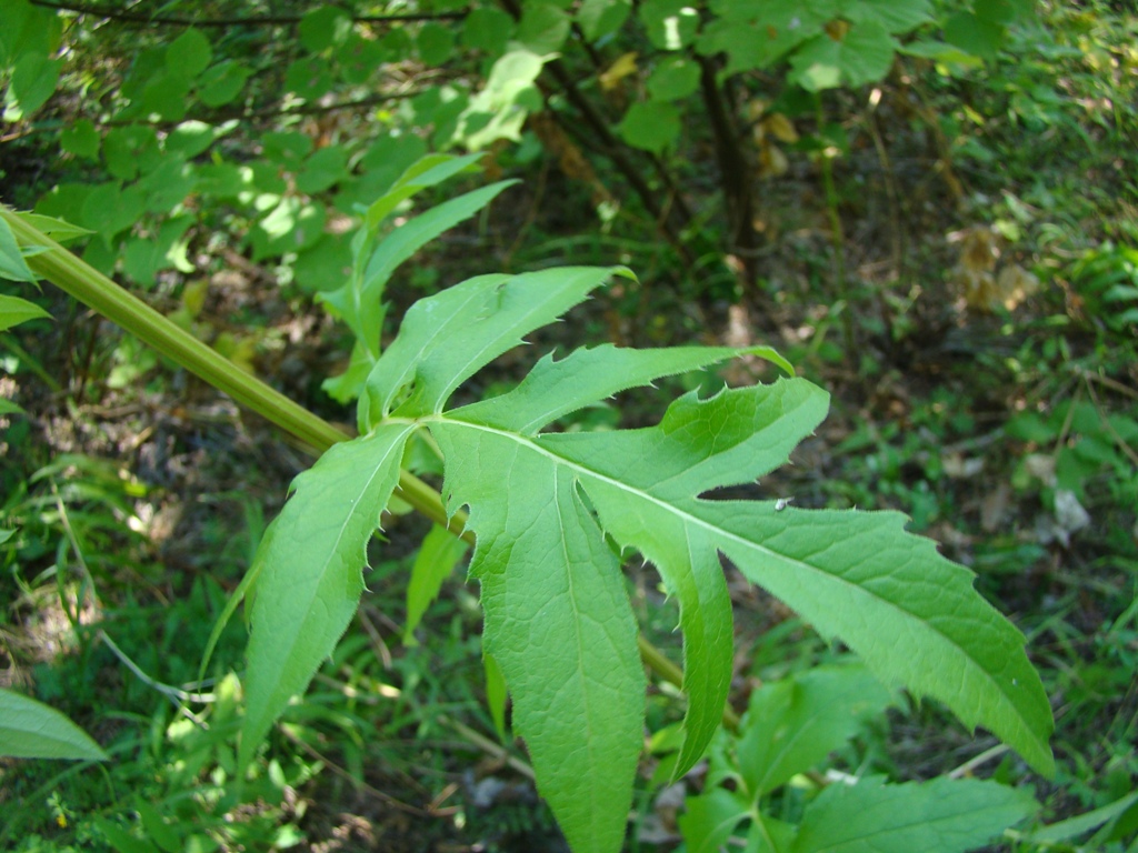 Image of Serratula coronata specimen.
