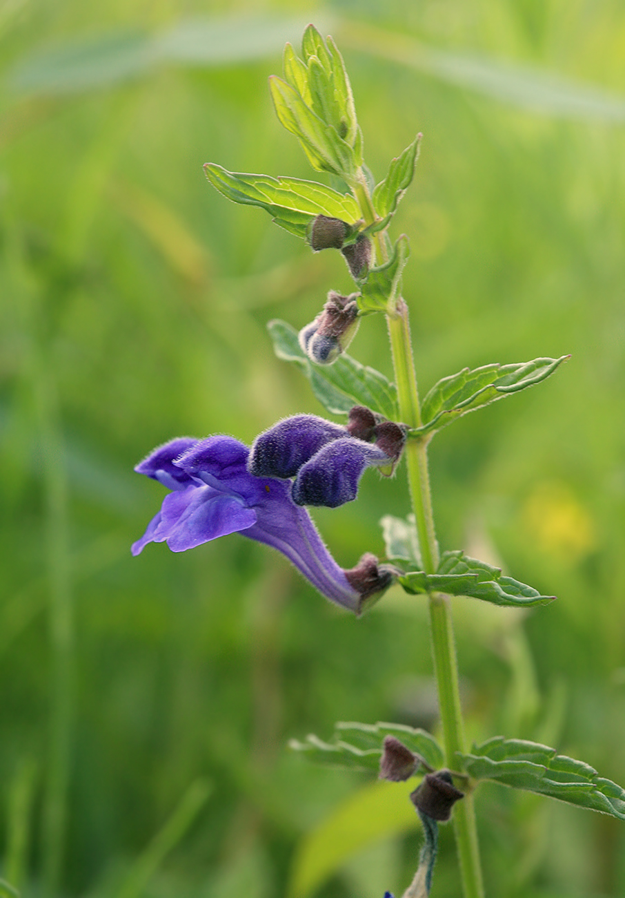 Image of Scutellaria tuminensis specimen.