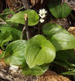 Maianthemum dilatatum