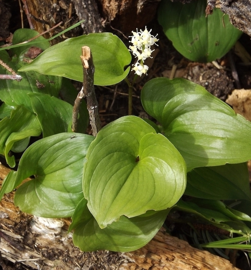 Image of Maianthemum dilatatum specimen.