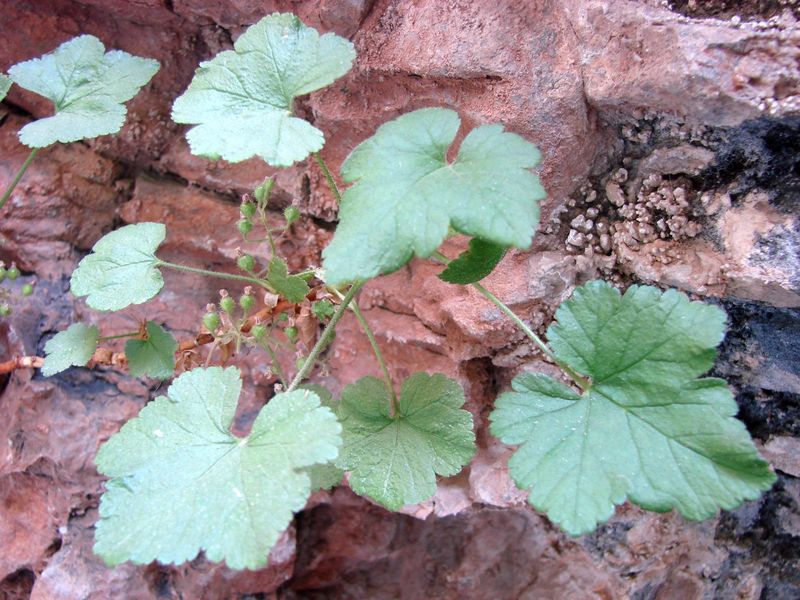 Изображение особи Ribes malvifolium.