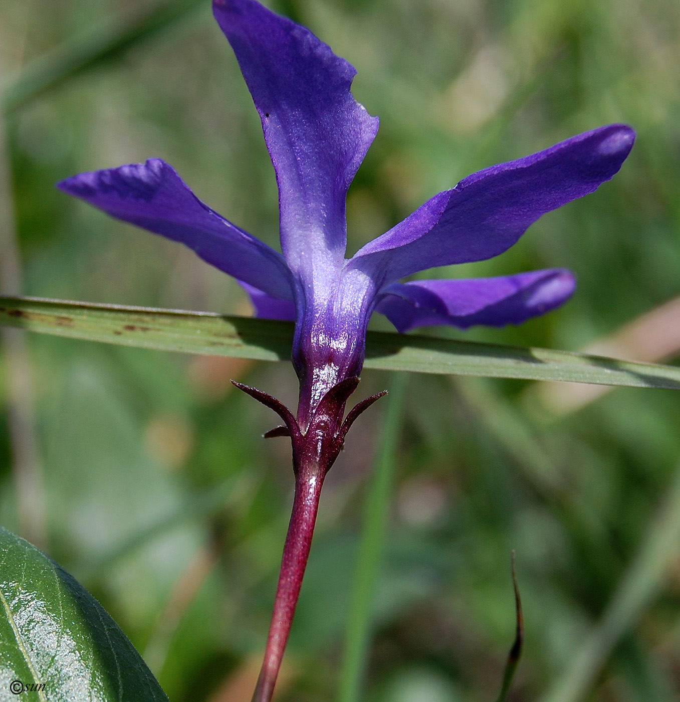 Изображение особи Vinca herbacea.