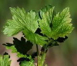 Ribes × nidigrolaria. Молодые листья на верхушке побега. Московская обл., Раменский р-н, окр. дер. Хрипань, садовый участок. 12.05.2017.