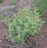 Parthenium hysterophorus