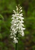 Dactylorhiza fuchsii