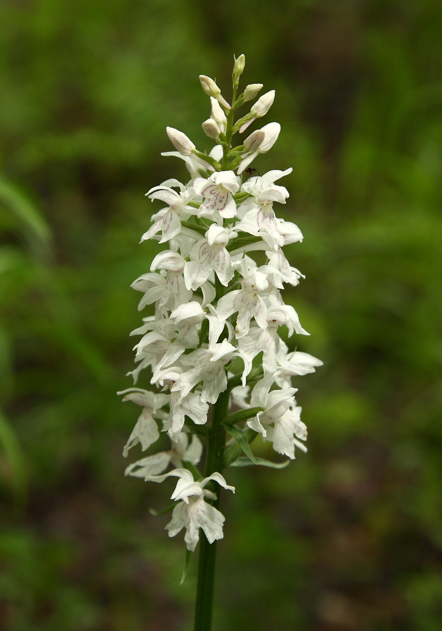 Image of Dactylorhiza fuchsii specimen.
