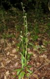 Ophrys oestrifera