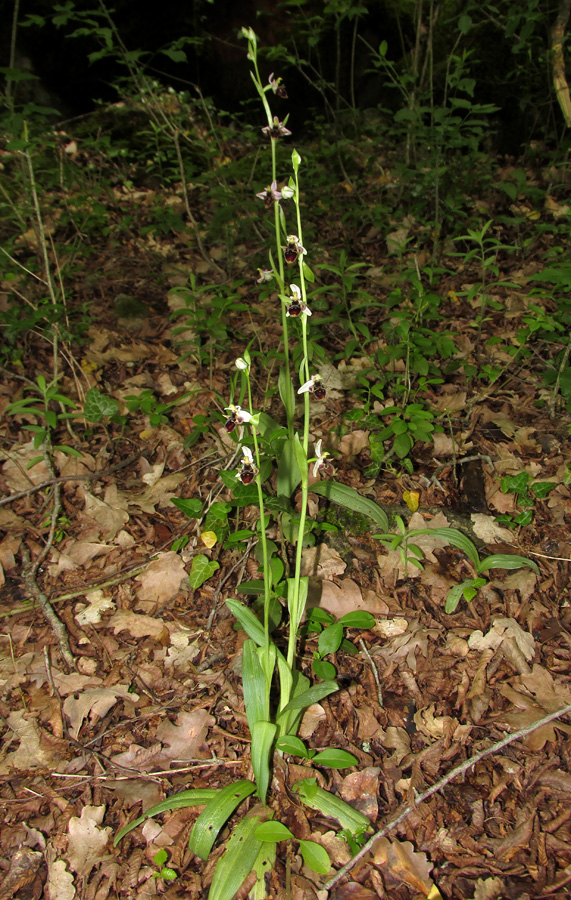 Изображение особи Ophrys oestrifera.