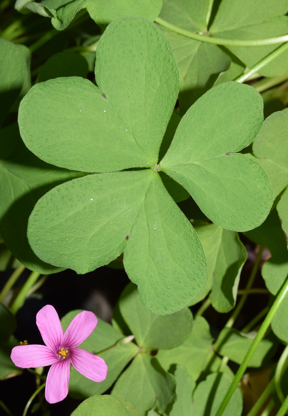 Изображение особи Oxalis articulata.