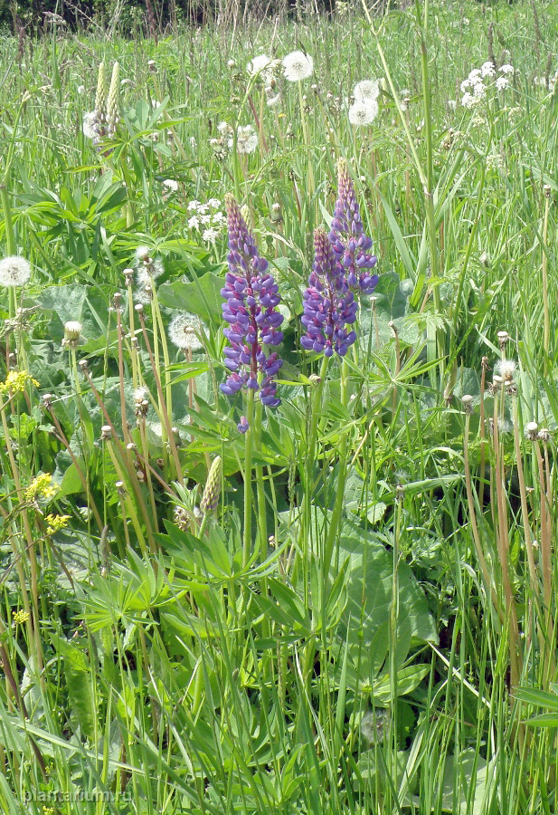 Изображение особи Lupinus &times; regalis.