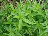 Galium boreale