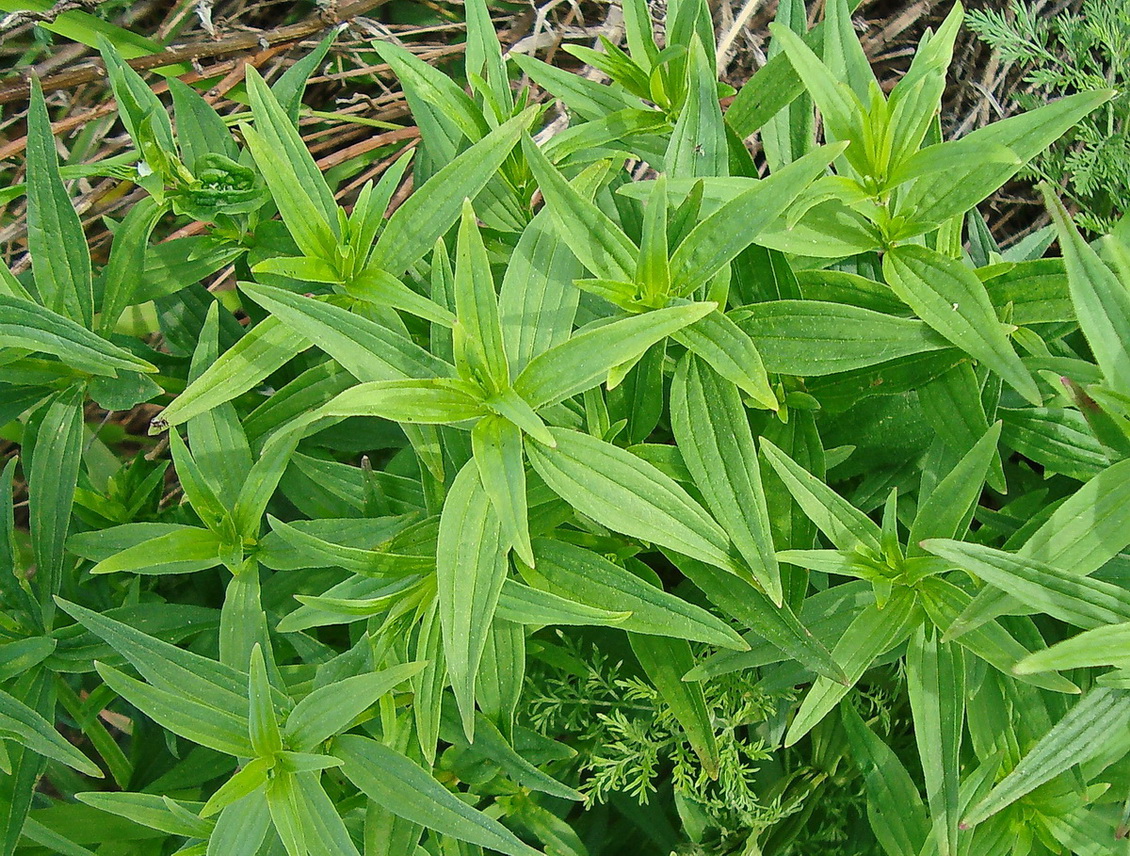 Image of Galium boreale specimen.