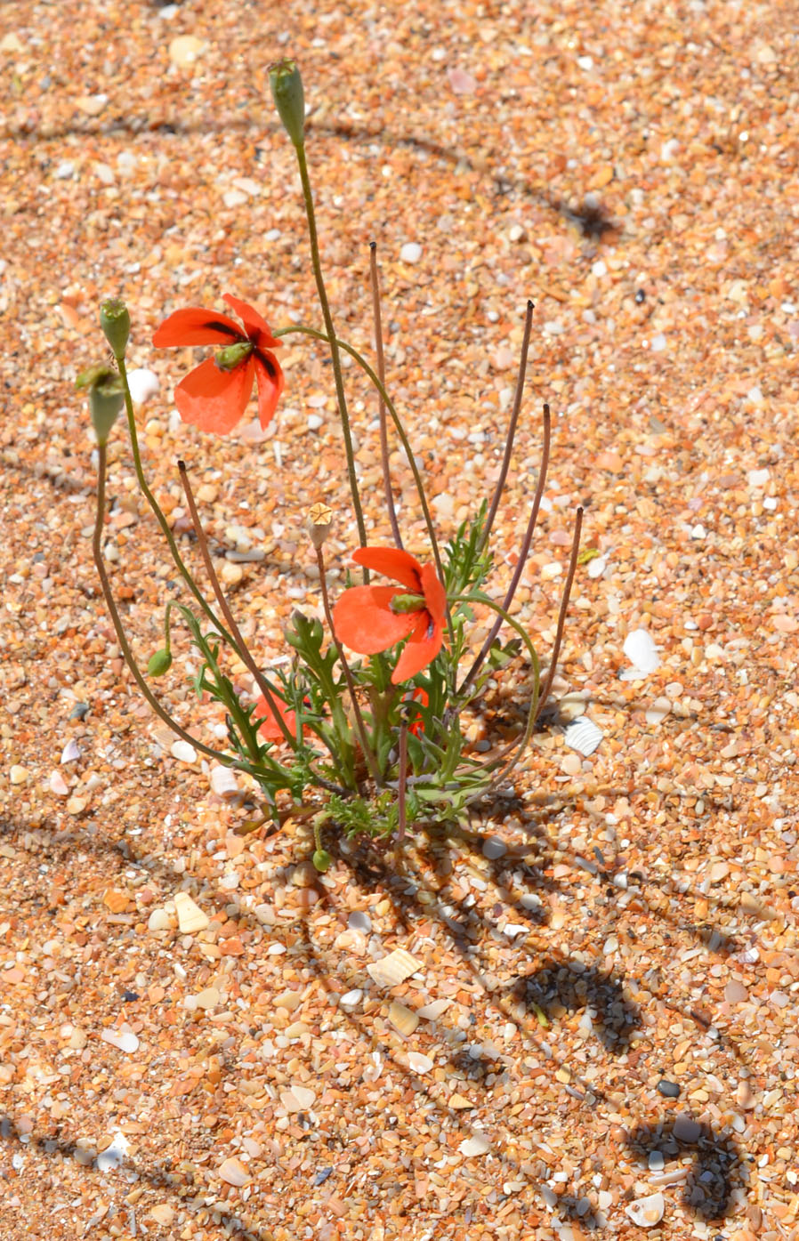 Image of Papaver laevigatum specimen.