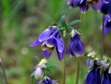 Aquilegia sibirica