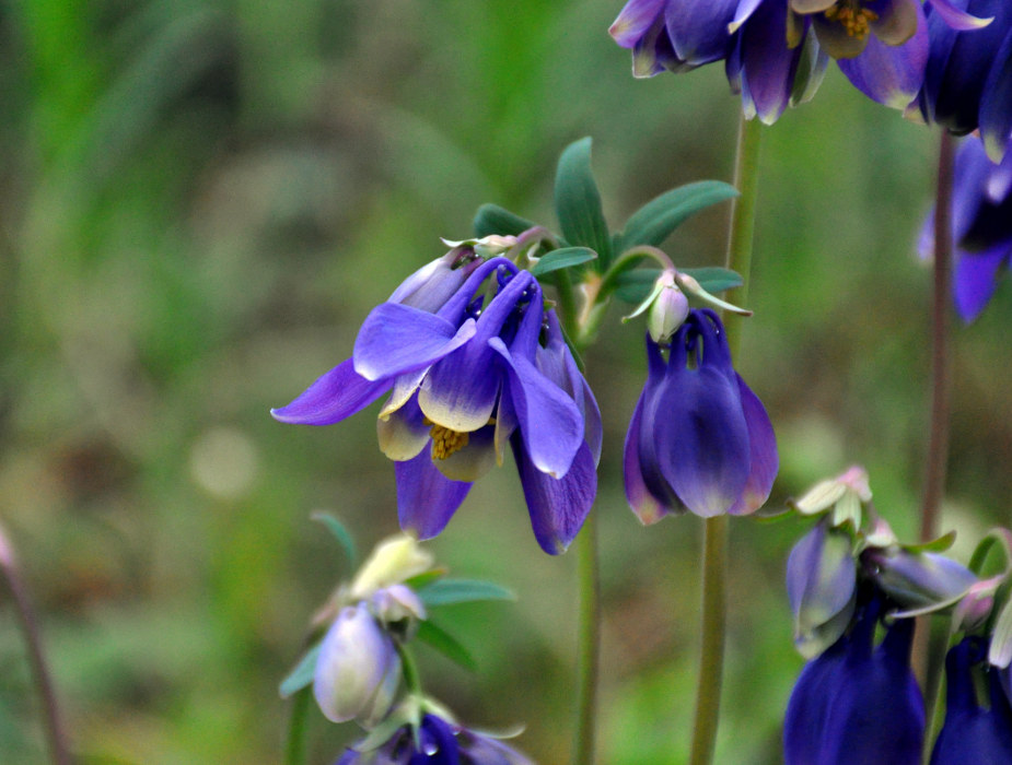 Image of Aquilegia sibirica specimen.