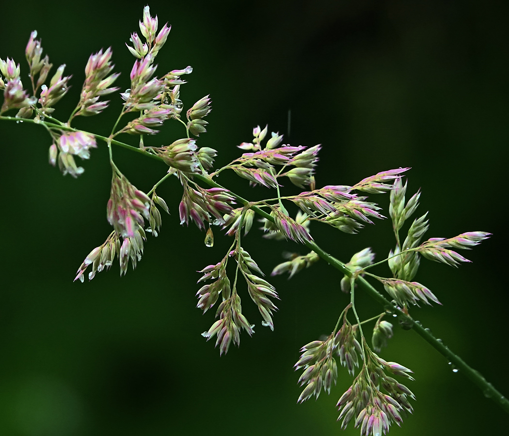 Изображение особи Phalaroides japonica.