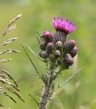 Cirsium palustre. Верхушка побега с соцветиями-корзинками. Московская обл., Одинцовский р-н, ЗБС МГУ, вырубка ЛЭП. 29.06.2017.