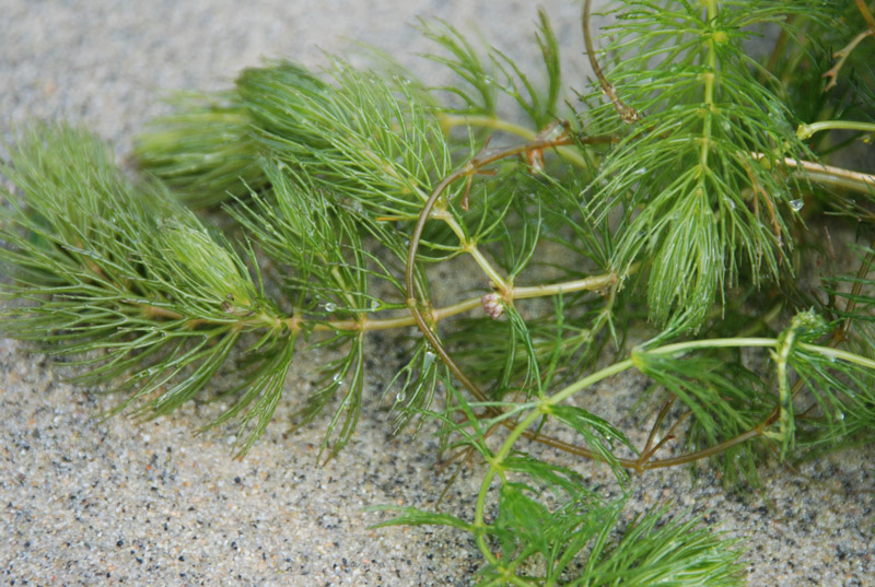 Изображение особи Ceratophyllum demersum.