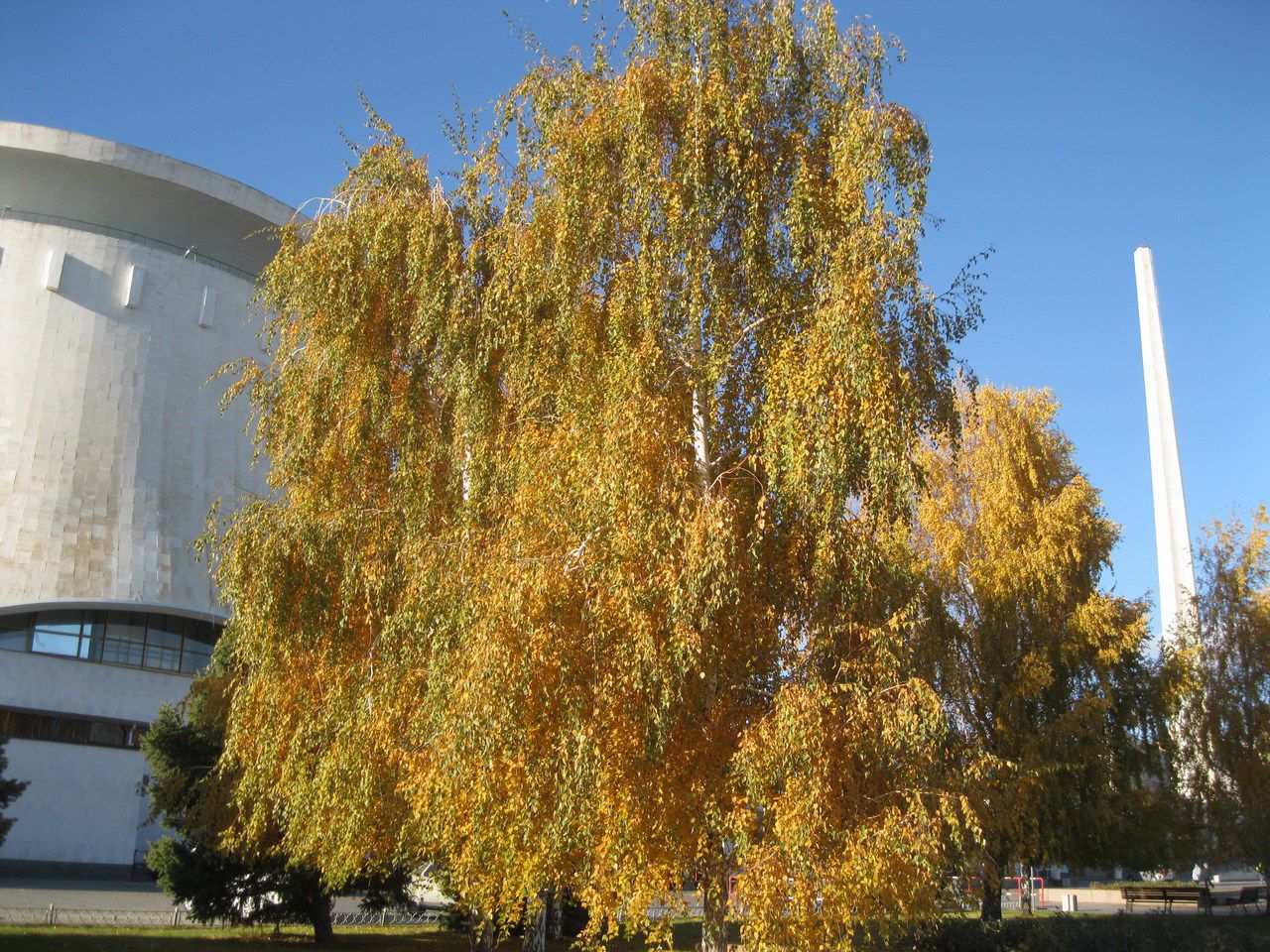 Image of Betula pendula specimen.