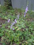View full-size image Campanula rapunculoides