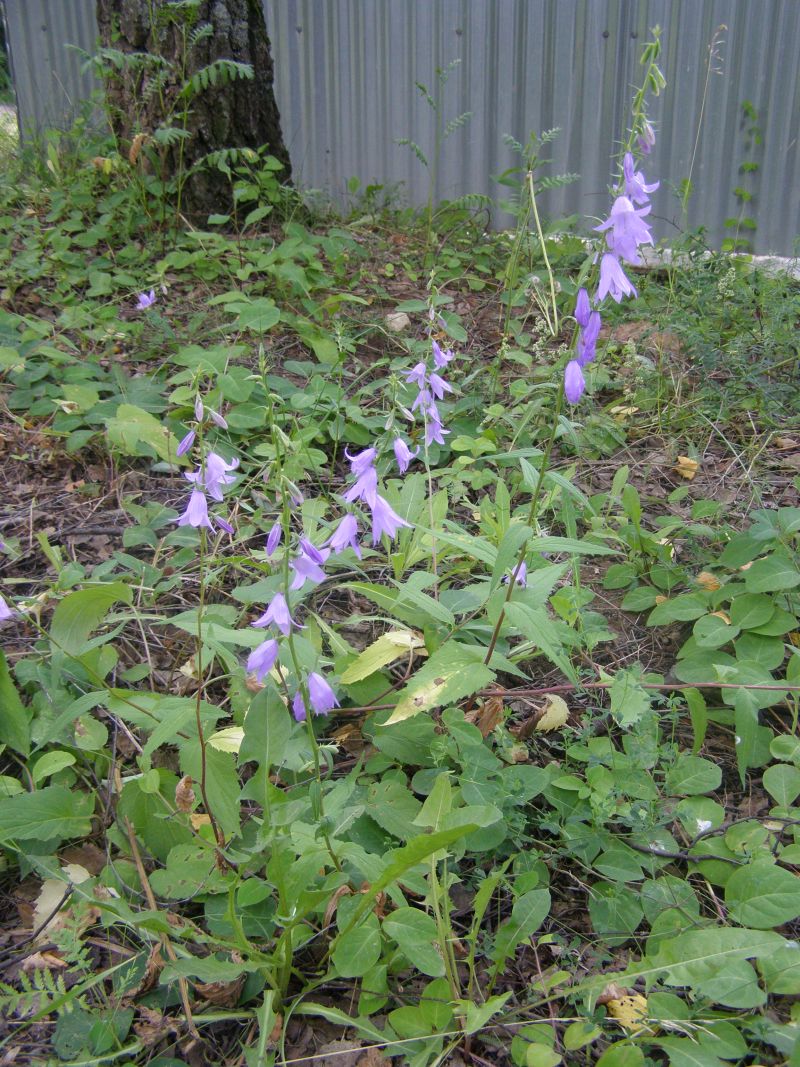 Image of Campanula rapunculoides specimen.