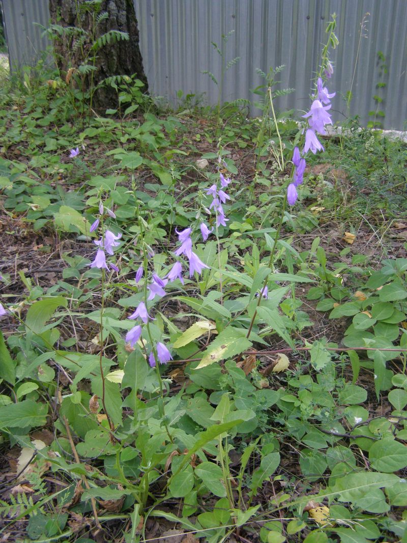 Изображение особи Campanula rapunculoides.