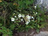 Cerastium purpurascens. Цветущее растение (снизу - побеги Veronica gentianoides, сверху и снизу слева - листья Geranium gymnocaulon). Карачаево-Черкесия, Тебердинский заповедник, хр. Малая Хатипара, альпийский луг. 13.07.2017.