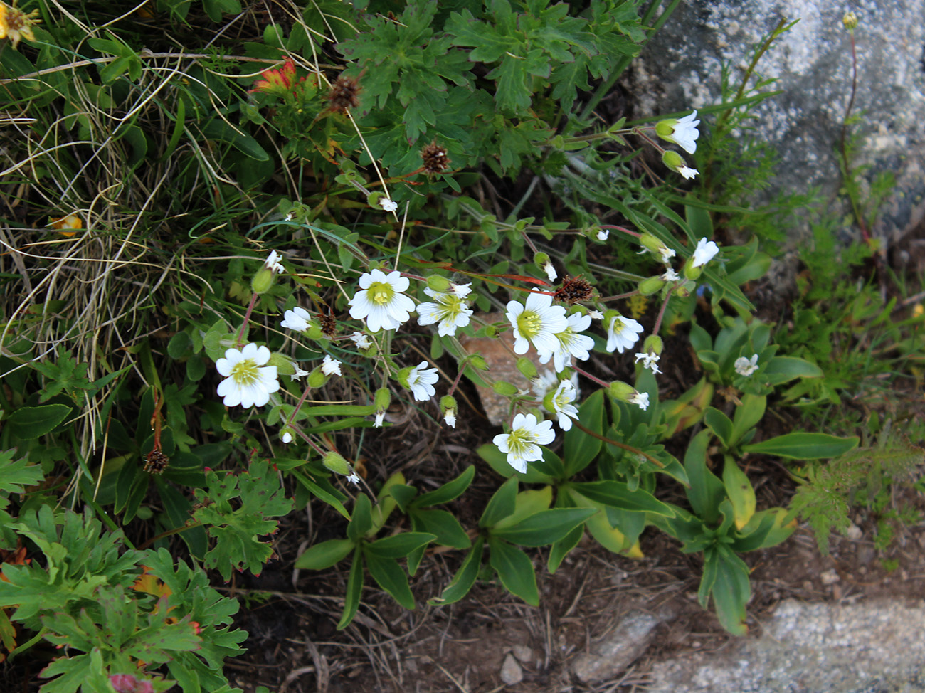 Image of Cerastium purpurascens specimen.