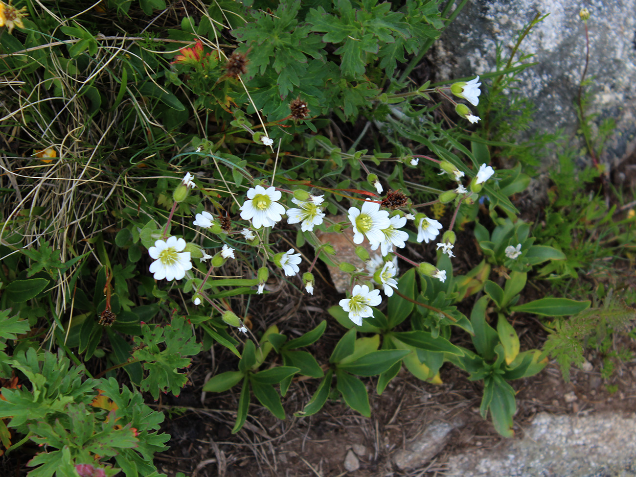 Изображение особи Cerastium purpurascens.