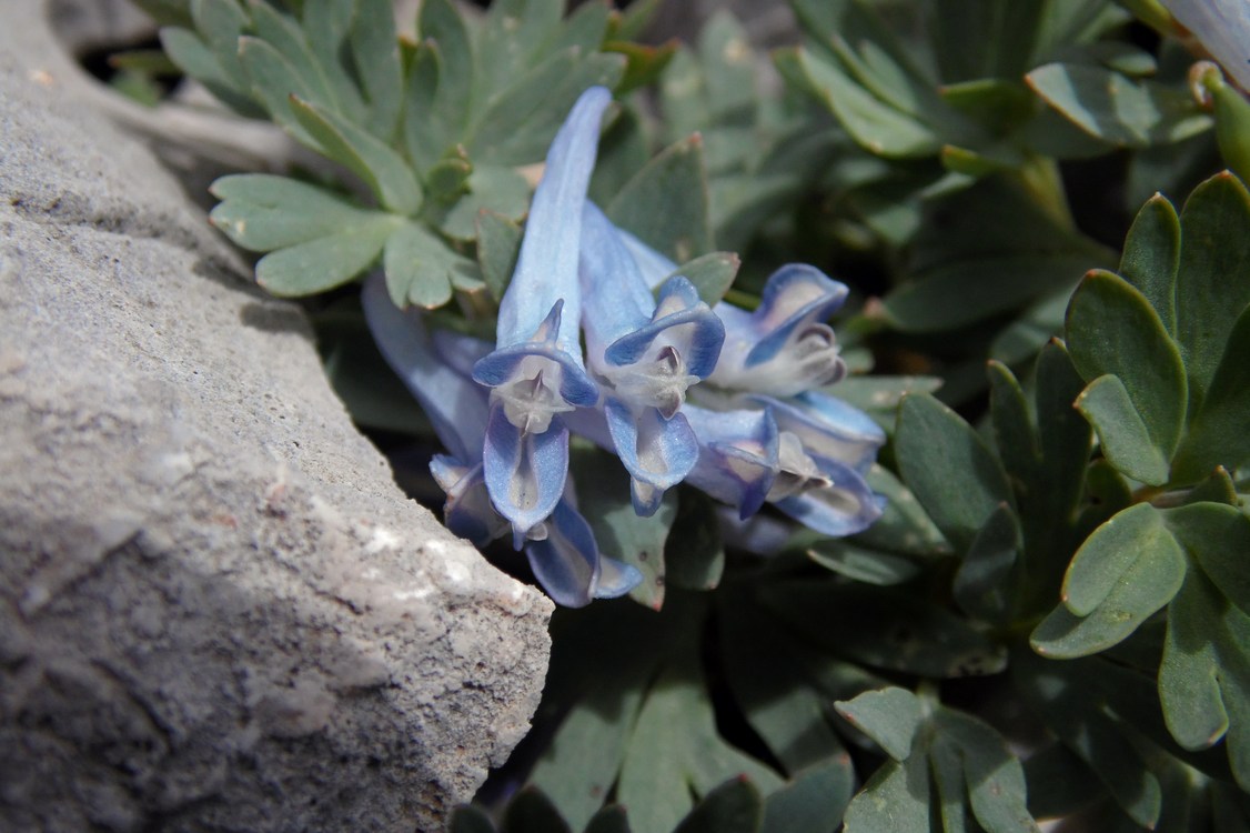 Image of Corydalis alpestris specimen.