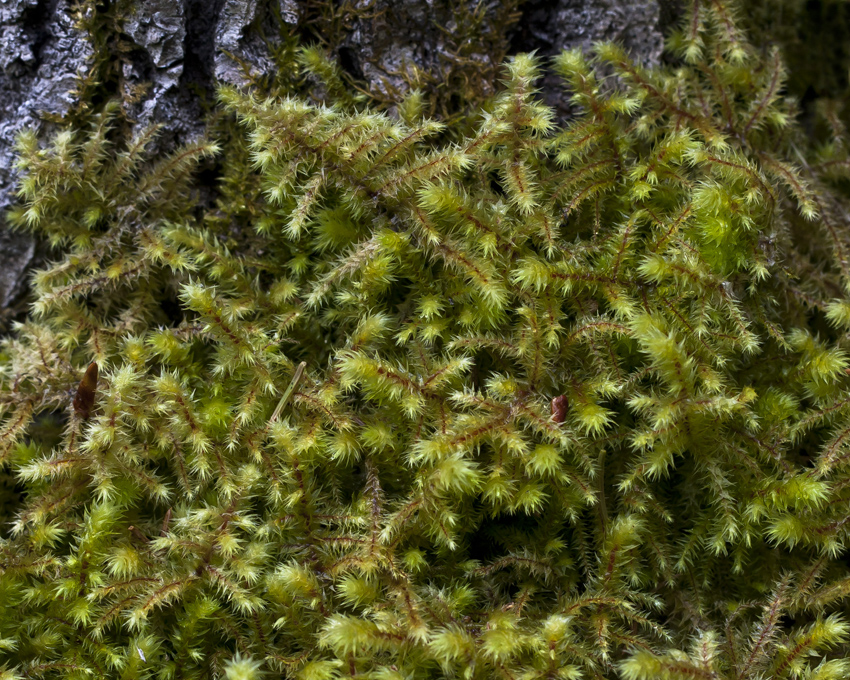 Изображение особи Rhytidiadelphus triquetrus.