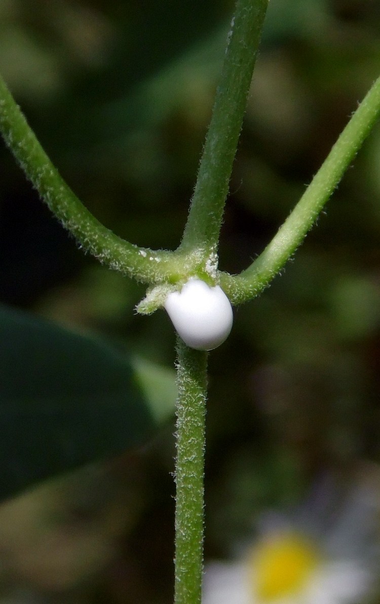 Image of Cynanchum acutum specimen.