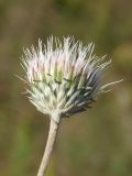Image of taxon representative. Author is Сергей Одинец