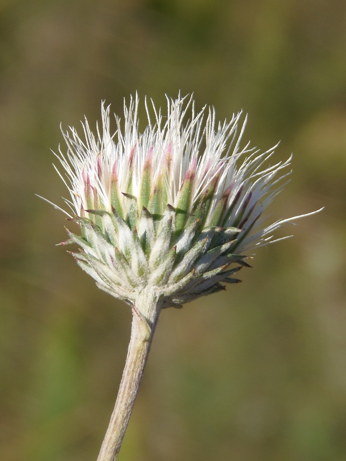 Image of Jurinea pseudocyanoides specimen.