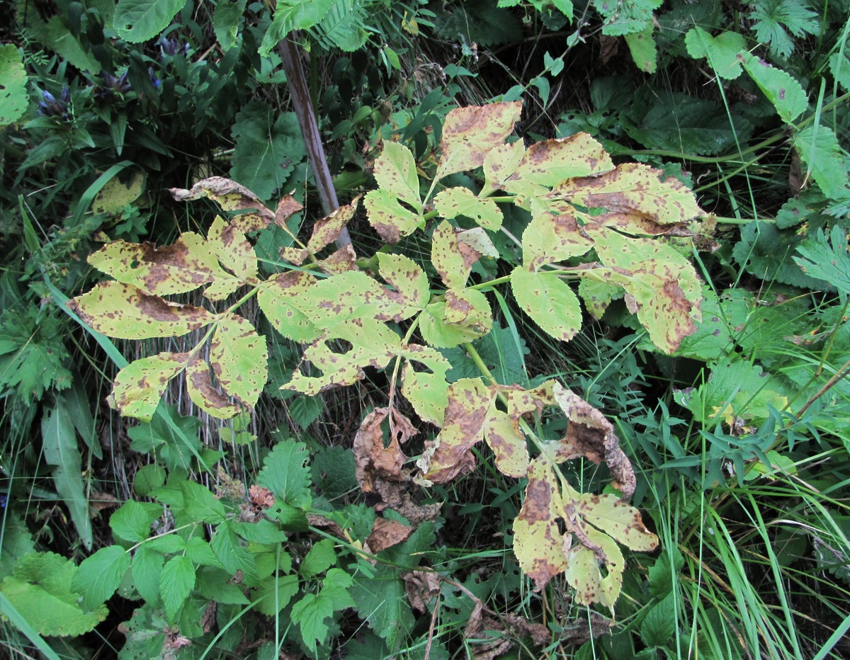 Изображение особи Angelica purpurascens.